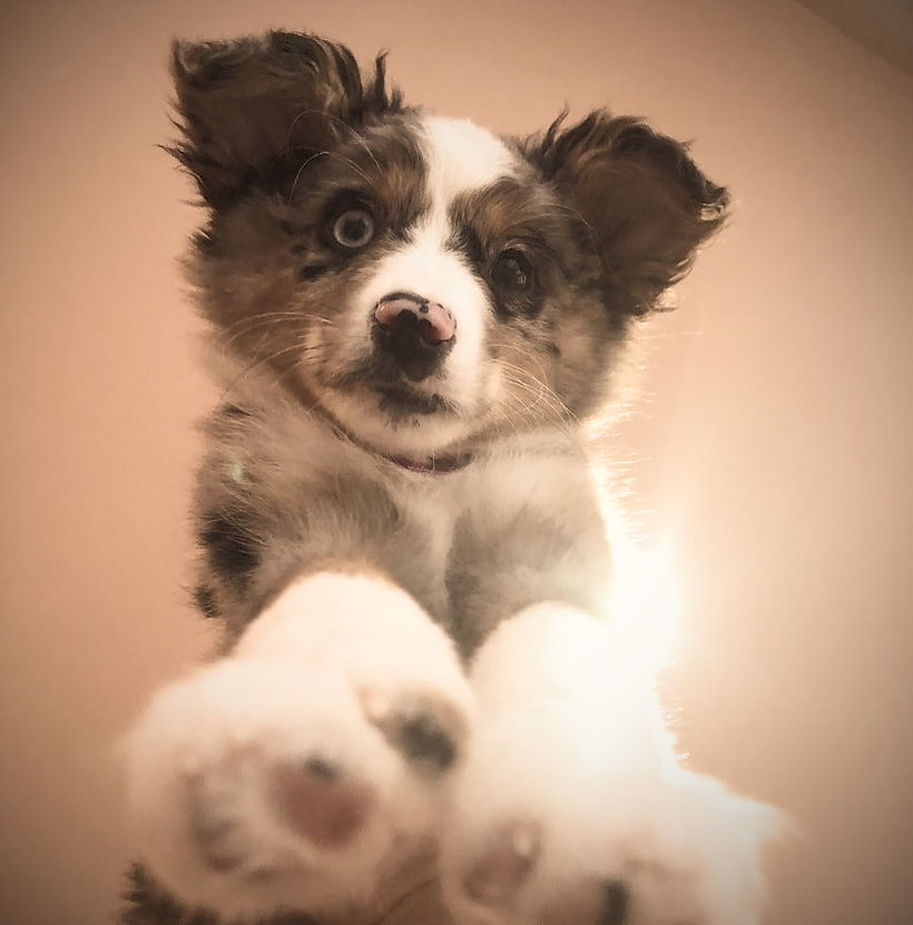 aussie pup_edited.jpg