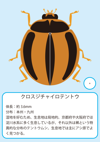 クロスジ.png