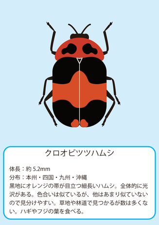 クロオビツツ.png