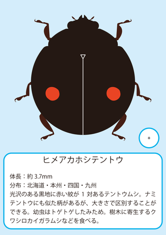 ヒメアカホシ.png