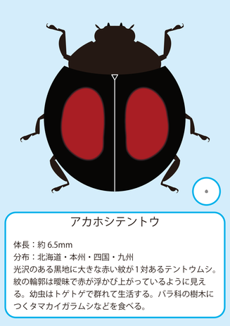 アカホシ.png