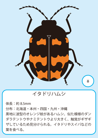 イタドリハムシ.png