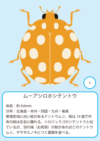 ムーア.png