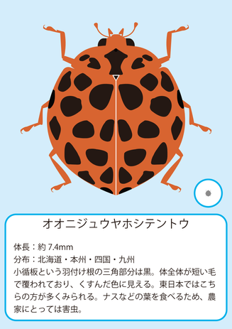 オオニジュウヤ.png