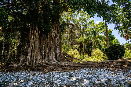 costarice-trees.jpg