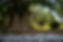 costarice-trees.jpg