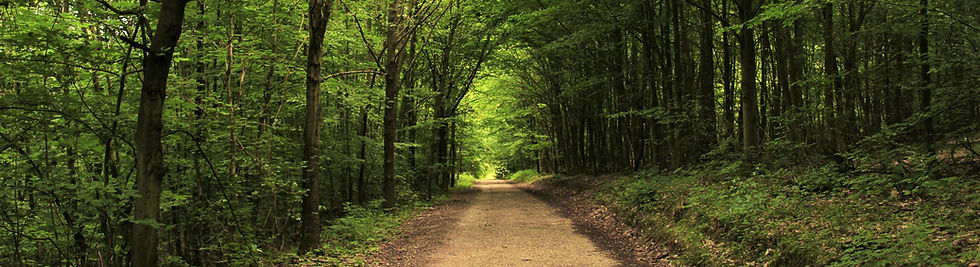 tree-path.jpg