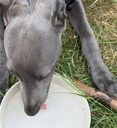 dog1.jpg