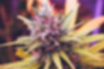 Purple cannabis plant up close