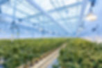 Cannabis plants growing in a big greenhouse