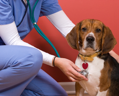 bigstock_Vet_Checkup_4253248.png