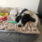 Pawfectly-Dog-Grooming-1.jpg