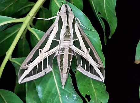 Eumorpha fasciatus.jpeg
