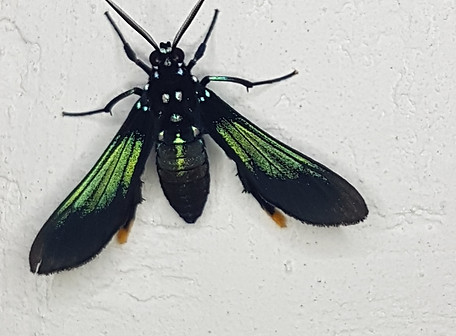 Poliopastea auripes.jpeg