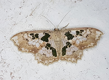 Trygodes solaniferata.jpeg