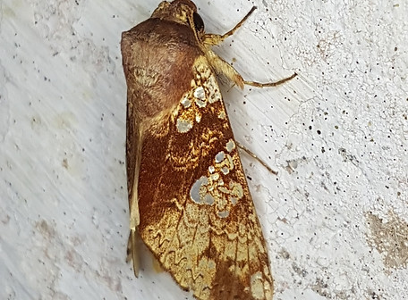 Hapigia cresus.jpeg