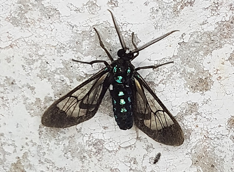Cosmosoma metallescens.jpeg