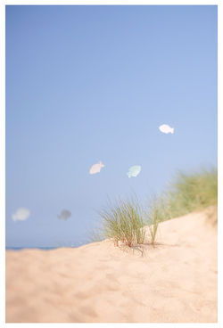 celia-goumard-photographe-poissons2