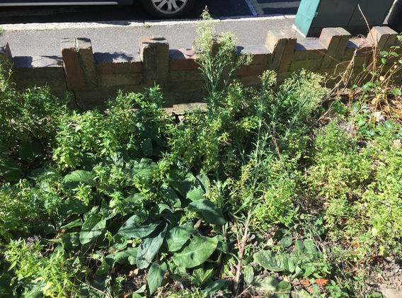 rob bryony before front 2.JPG