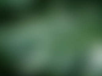 Understanding the Rare Monstera Albo Traits