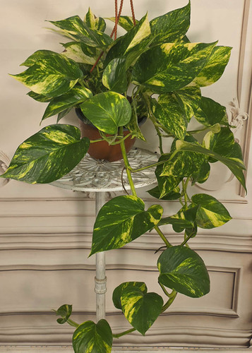 Hawaiian Pothos | Sammie Pie's Secret Garden