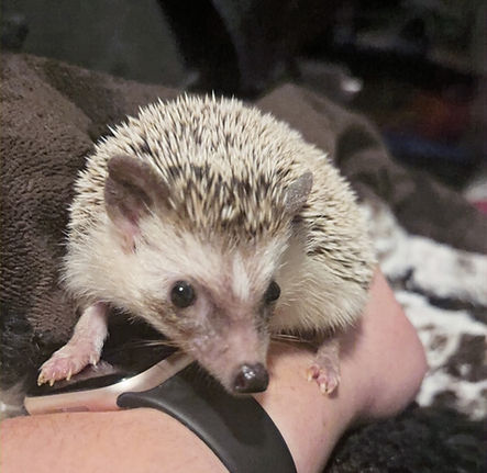 Hedgehog - Prickly Pear
