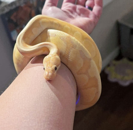 Snake - Sunfyre