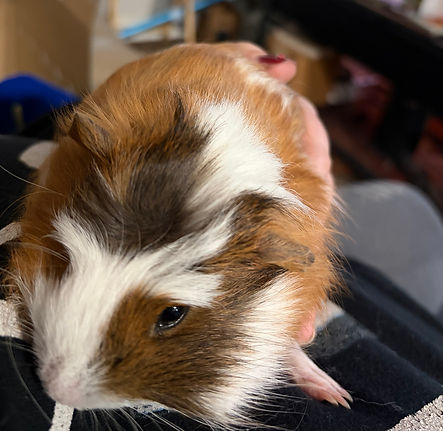 Guinea Pig - Bramble
