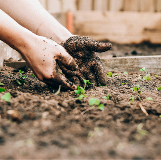 Your Gut Garden in Perimenopause: How to Build a Resilient Microbiome (Without Restrictive Diets)