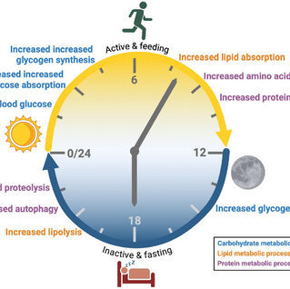 Perimenopause Sleep Problems: Why You Wake Up Too Early and What Actually Helps