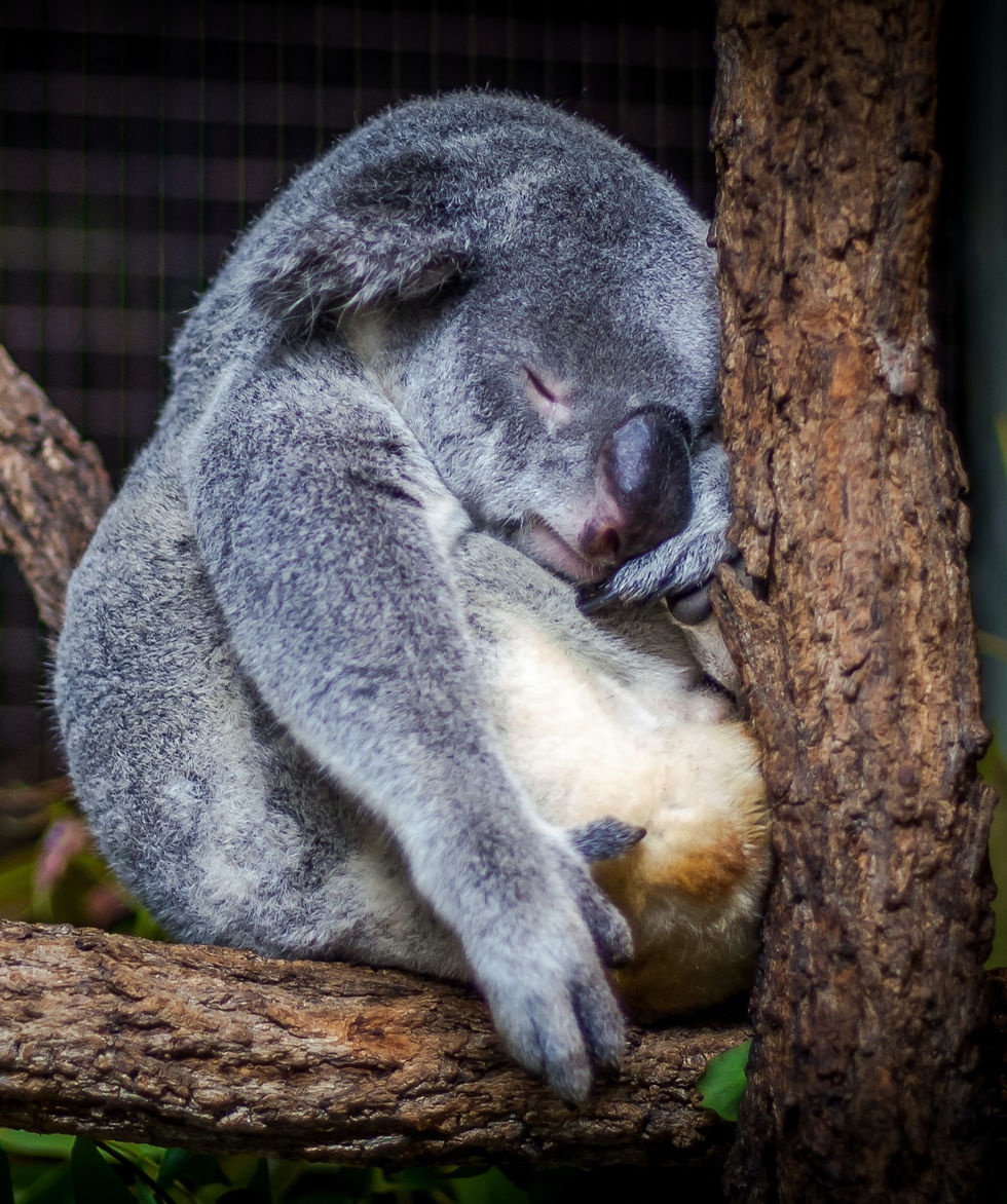 koala with fat belly; belly fat