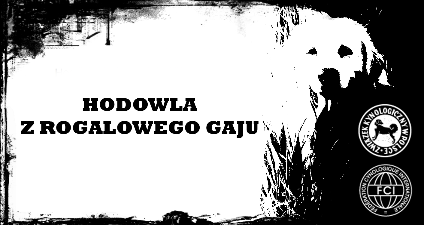 logo1.gif