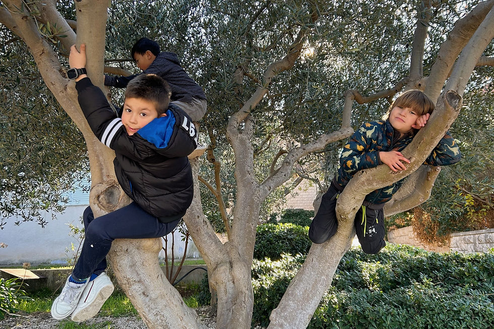 Terra Mare students climbing an ancient olive tree on Brač, engaging in hands-on outdoor learning that fosters confidence, teamwork, and a deep connection with nature.