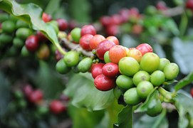 The Birthplace of Coffee