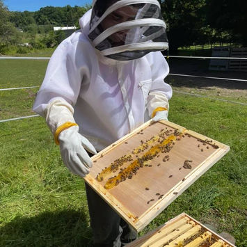 bees 2.jpeg