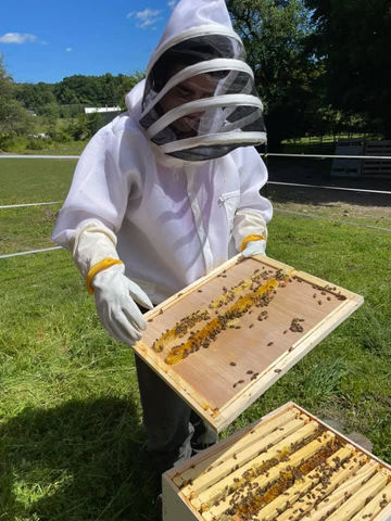 bees 2.jpeg
