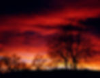 Tree-Red Sunset