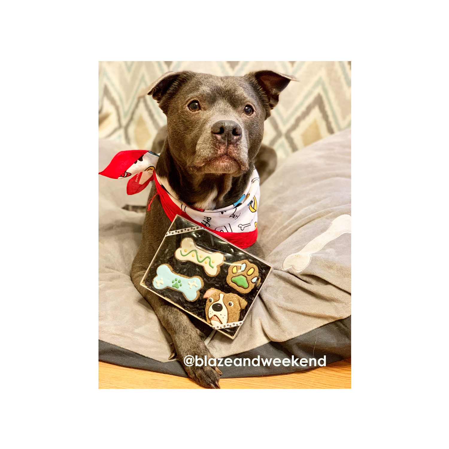 Best Puppy Treats for Optimal Health