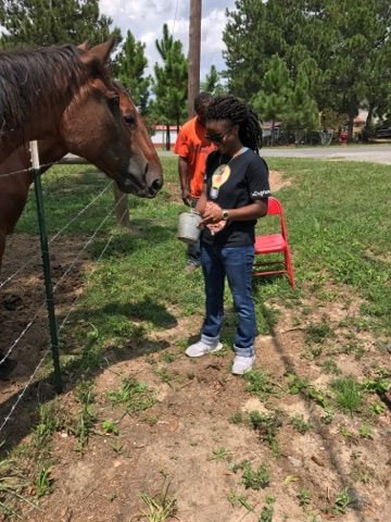 I showed up a bit late and missed the horse ride but I did get a chance to meet them. They're a little too big for me especially considering that I'm really afraid of horses. I'll ride them sometimes but I'm always nervous