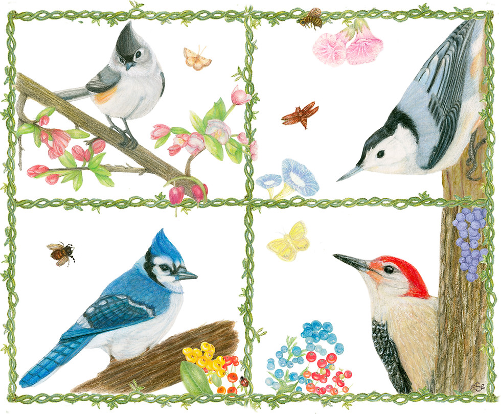 Thumbnail: Bird Cards