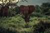 Filip-C-Agoo-Everland-Marketing-Kenya-1639-high-resolution-PRINT.jpg