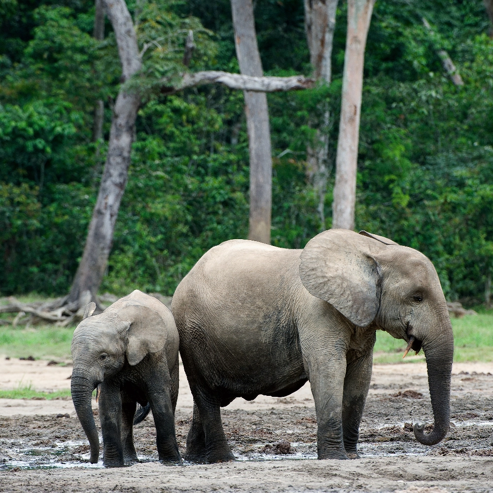 ° Loxodonta cyclotis