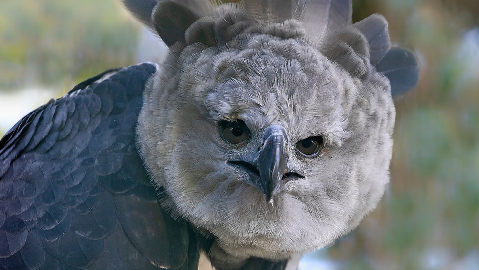 harpy eagle
