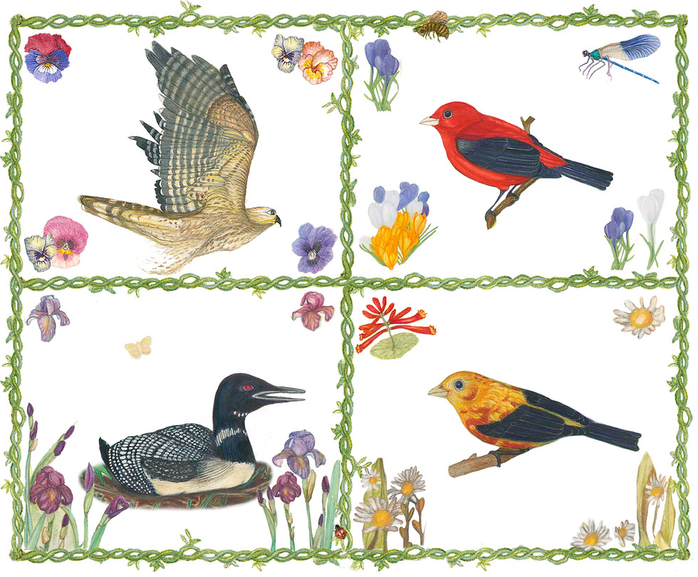 Thumbnail: Bird Cards
