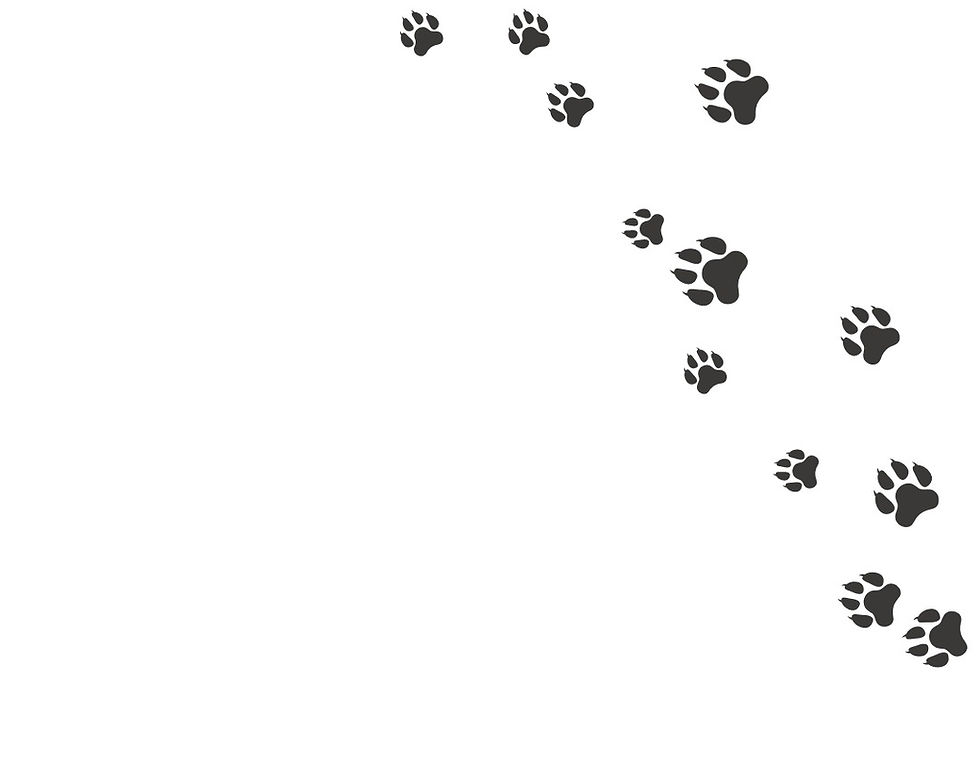 paws_edited.jpg
