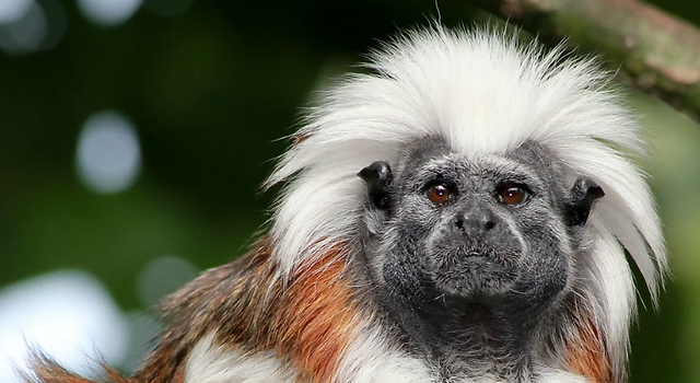 ° Saguinus oedipus