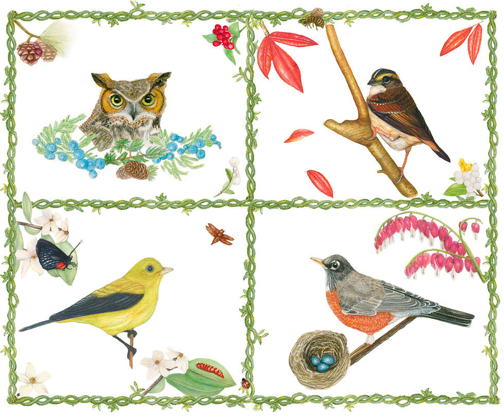 Thumbnail: Bird Cards