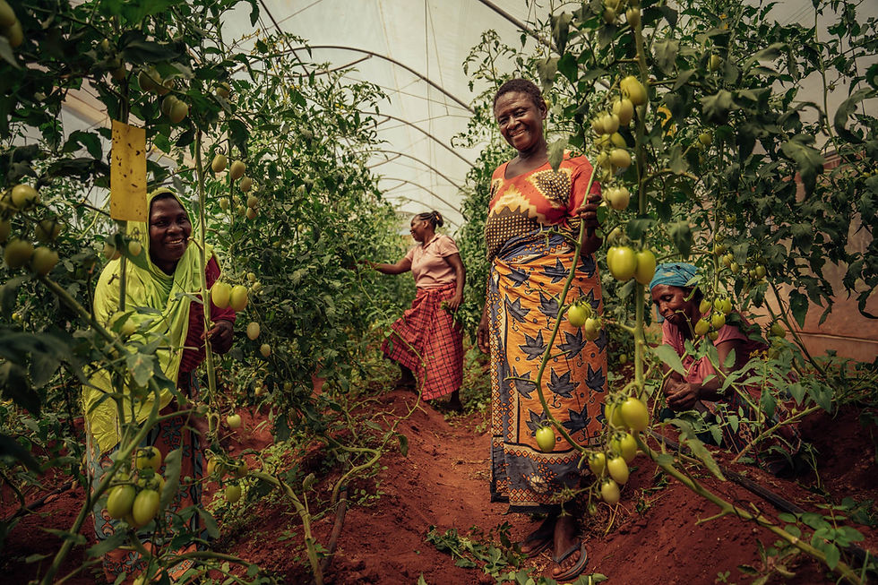 Kenyan women tend to tomatoes in a greenhouse