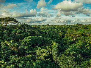 Annual Biomass Stock and Change Data for National REDD+ Forest Reference Emission Levels: A Direct Estimation Approach 