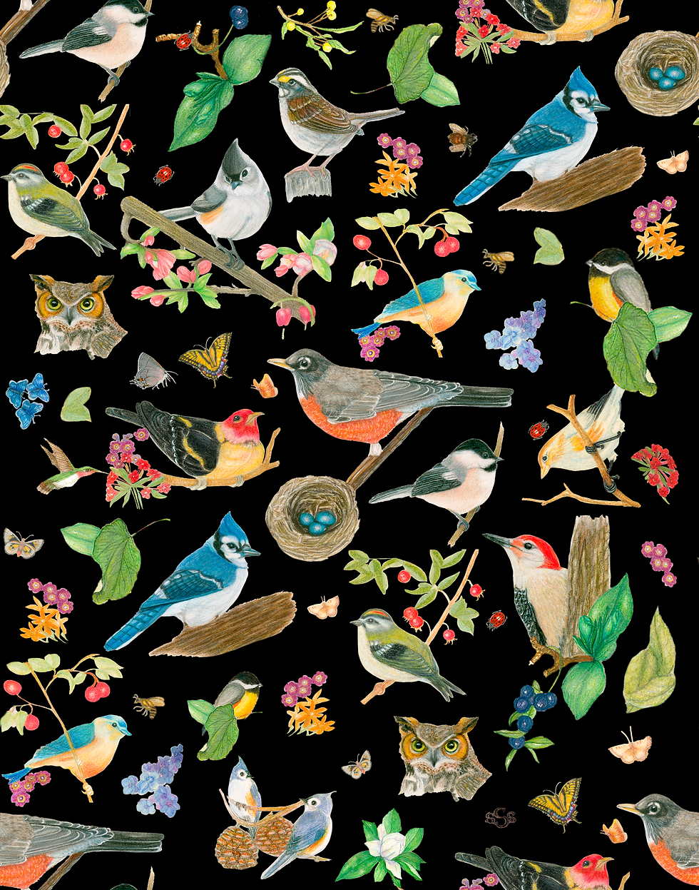 Thumbnail: Bird Cards